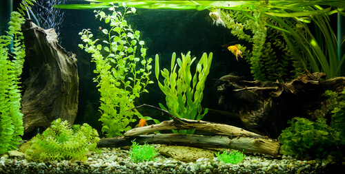 Les filtres dépendent de la taille des aquariums