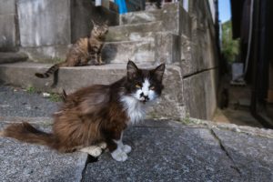 îles aux chats