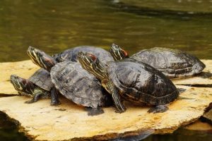tortue d'eau comme animal de compagnie