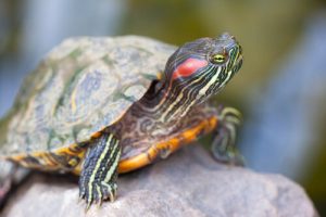 tortue d'eau comme animal de compagnie