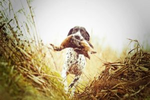 Les différents types de chiens de chasse