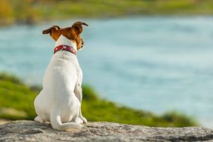 Les différents types de queue chez les chiens