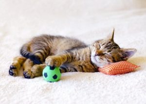 Combien de jours votre chat peut-il rester seul ?
