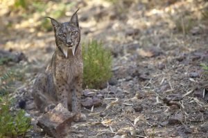 Un Lynx ibérique à Barcelone ?