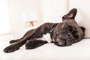 mégaoesophage chez le chien