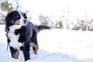 voyager avec votre chien à Zurich