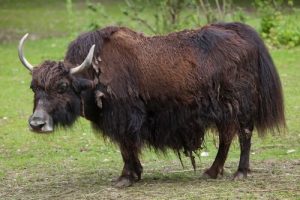 5 animaux de Chine