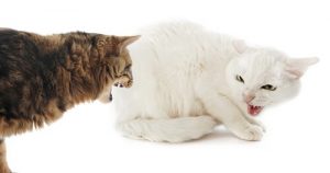 disputes de chats