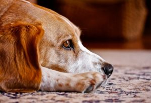 Les chiens ont-ils une âme ? Découvrez tout à ce sujet