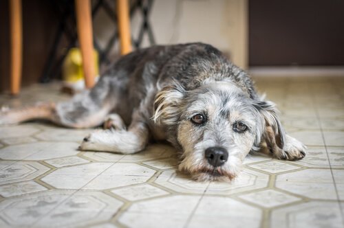 certaines chiens ont l'habitude de tout mordiller