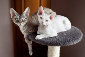 chats de petite taille : Devon rex