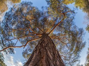 Animaux et plantes qui ne meurent jamais