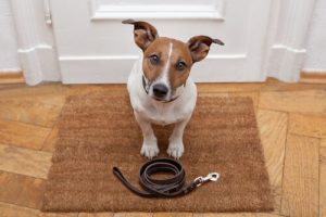 Apprendre à un chien à bien se tenir pendant la promenade quotidienne