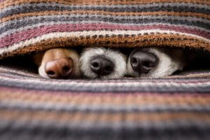 motiver un chien