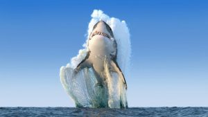 Quand un requin attaque-t-il ?