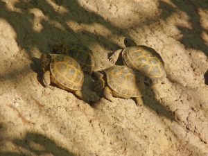 Puis-je posséder plusieurs tortues russes ?
