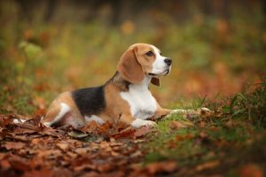 Beagle