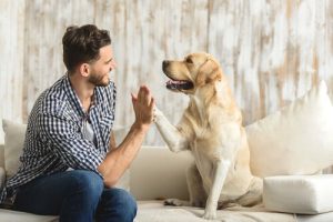 Les avantages qu'il y a à prendre un animal de compagnie