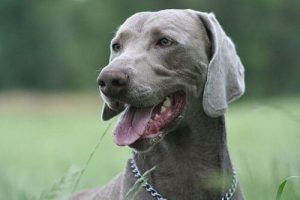 Les Meilleures Races De Chiens Pour Le Canicross Mes Animaux