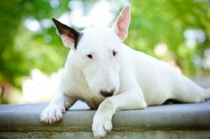 terriers : bull terrier