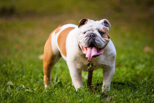 5 Races De Chiens Molosses Mes Animaux