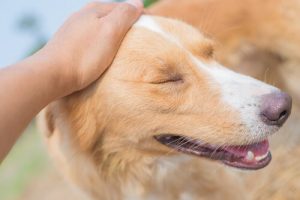 Comment caresser un chien