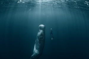 plus grand prédateur du monde