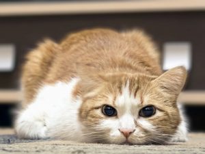 Comment savoir si mon chat a de la fièvre ?