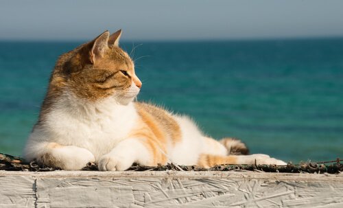 Comment Rafraîchir Votre Chat En été Mes Animaux - 