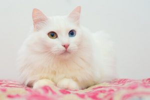 soins du pelage du chat Angora