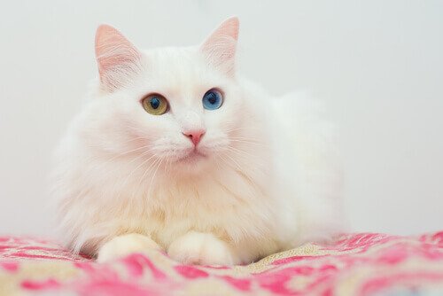 Les chats asiatiques : l'angora.