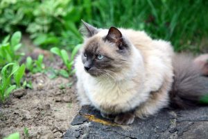 chats qui ne provoquent pas d'allergies : le balinais