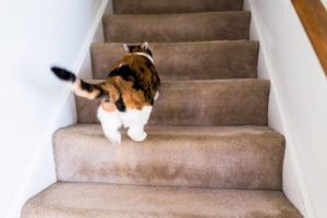 Pourquoi mon chat court comme un fou dans la maison ?