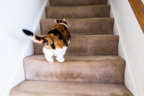 Pourquoi Mon Chat Court Comme Un Fou Dans La Maison Mes