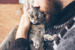 ami des chats