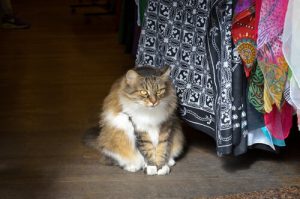 ville des chats