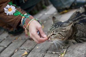 Comment gagner la confiance d'un chat errant ?