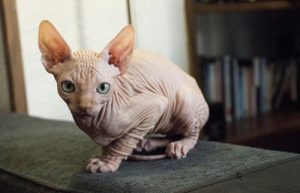 5 races de chats exotiques