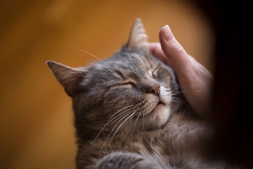 dormir avec un chat