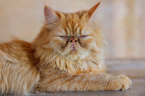 Les chats asiatiques : le persan.