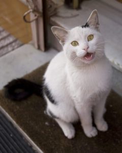 miaulement des chats