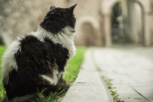 ville des chats