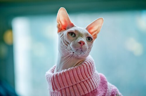 Les races de chats qui ne perdent pas leurs poils