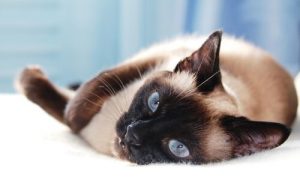 5 races de chats asiatiques