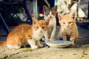 chat errant