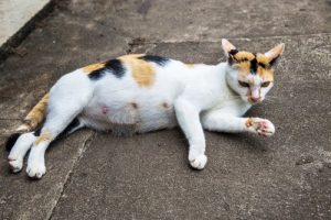 Comment savoir si votre chatte est enceinte ?