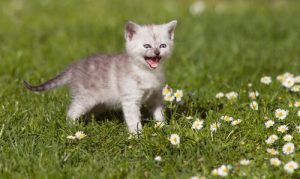 Tout sur le miaulement des chats