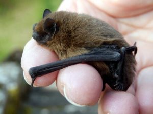 La femme qui sauve des chauves-souris