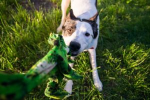 Mon chien a tendance à tout mordiller, que faire ?