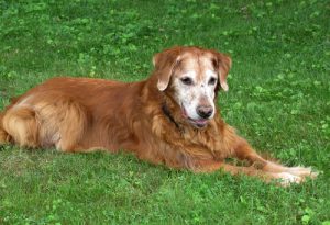 7 avantages qu'il y a de vivre avec un chien âgé